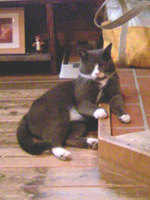 cat2.jpg