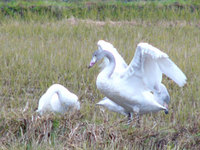 swan2.jpg